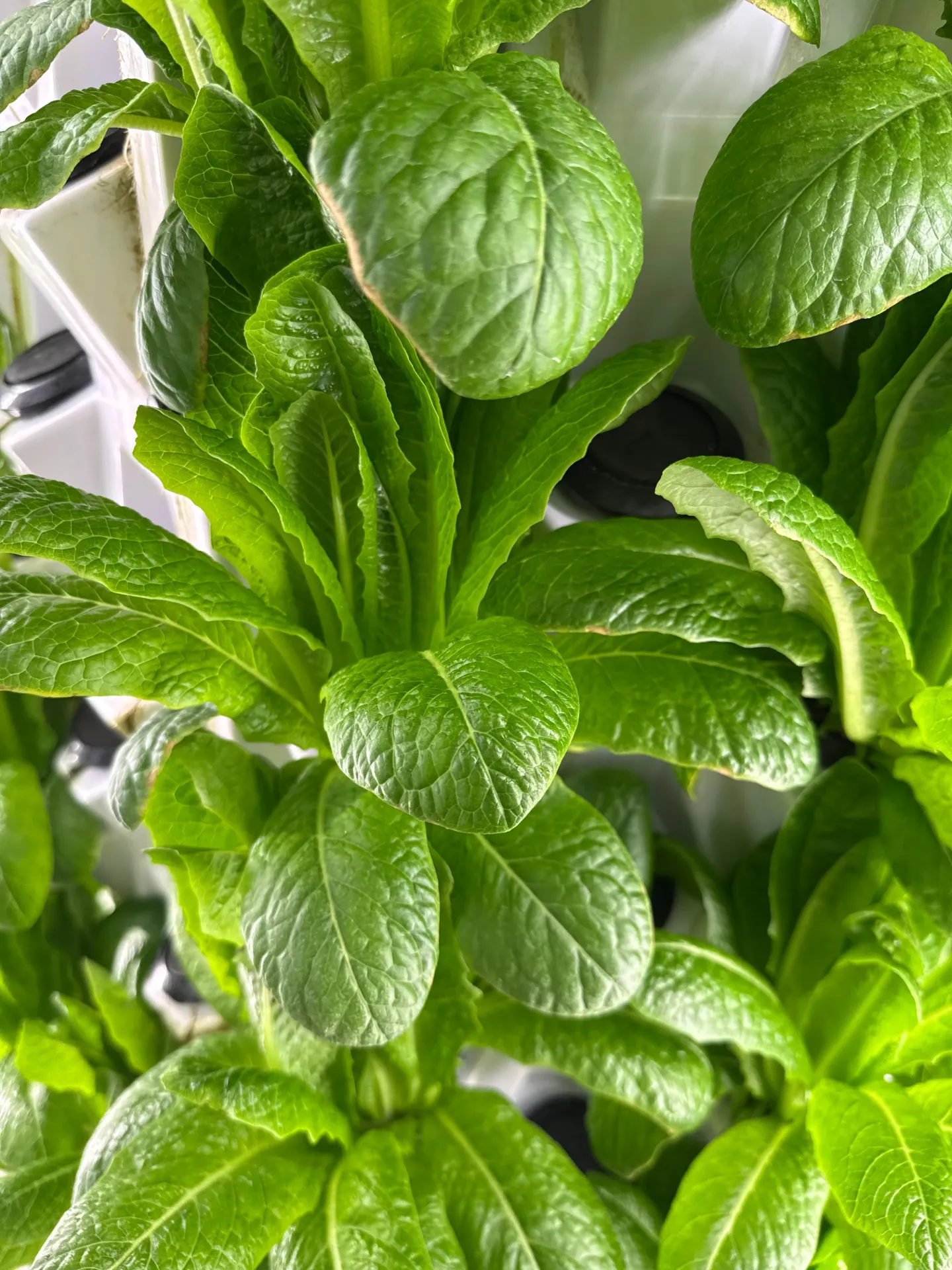 Baby Romaine (Clamshell (live))